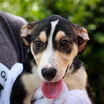 Magenta -  Retriever and Shepherd Dog for Adoption in Hattiesburg, Mississippi - Magenta | PetCurious
