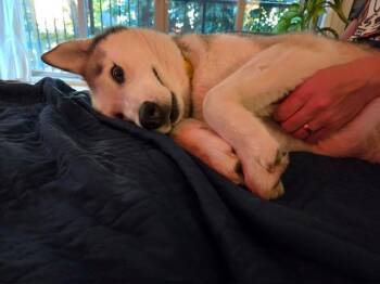 Laika -  Siberian Husky Dog for Adoption in Deer Park, Washington - Laika | PetCurious
