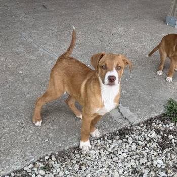 Mixed Breed Dogs Available for Adoption - Ben | PetCurious