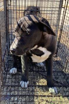 Mixed Breed Dogs Available for Adoption - MOESHA | PetCurious