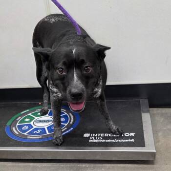 Australian Cattle Dog Blue Heeler and Mixed Breed Dogs Available for Adoption - Boo | PetCurious