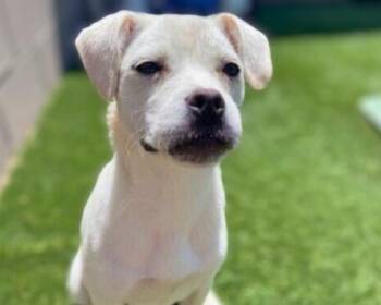 Staffordshire Bull Terrier and Pug Dogs Available for Adoption - Jojo Jellybean The Sweetest Girl With The Best Smile | PetCurious