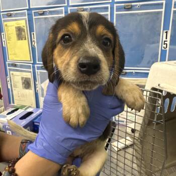 Yasmine -  Retriever Dog for Adoption in Montgomery, Alabama - Yasmine | PetCurious