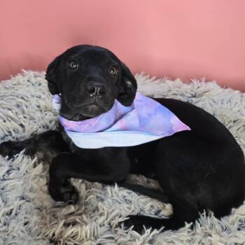 Black Labrador Retriever and Shepherd Dogs Available for Adoption in San Antonio, Texas - Ella | PetCurious
