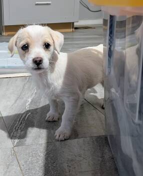 Chihuahua Dogs Available for Adoption - Toby | PetCurious