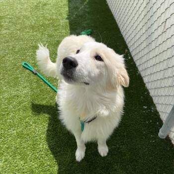 Pancake -  Great Pyrenees and Mixed Breed Dog for Adoption in Bedford, New Hampshire - Pancake | PetCurious
