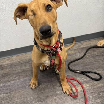 Jackie -  Rhodesian Ridgeback Dog for Adoption in San Diego, California - Jackie | PetCurious