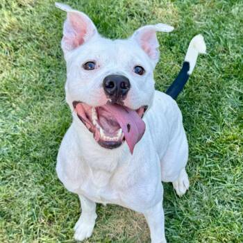 Rescue American Staffordshire Terrier and American Bulldog Dogs for Adoption in Wauwatosa, Wisconsin - Bingham | PetCurious