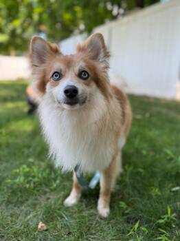 Rescue Pomsky Dogs for Adoption in Closter, New Jersey - Parker | PetCurious