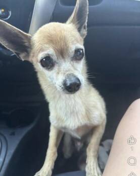 BAYLOR -  Chihuahua Dog for Adoption in Tracy, California - BAYLOR | PetCurious