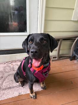 Charm -  Labrador Retriever Dog for Adoption in Wando, South Carolina - Charm | PetCurious