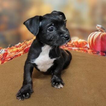 Fiona -  Mixed Breed Dog for Adoption in Griswold, Connecticut - Fiona | PetCurious