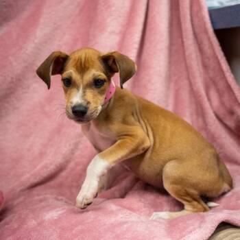 Gemini -  Hound and Mixed Breed Dog for Adoption in Pawling, New York - Gemini | PetCurious