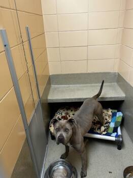 Rescue Pit Bull Terrier and Mixed Breed Dogs for Adoption in Longmont, Colorado - Biscuit | PetCurious