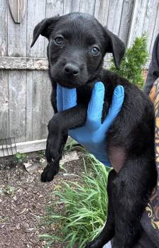 Kennex Ki -  Labrador Retriever and Australian Shepherd Dog for Adoption in Bull Valley, Illinois - Kennex Ki | PetCurious