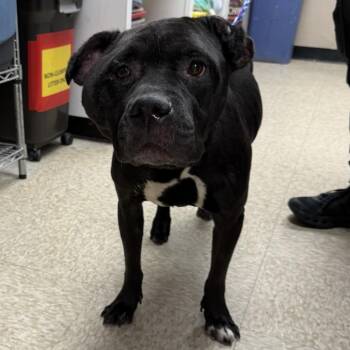 Pit Bull Terrier and Mixed Breed Dogs Available for Adoption in Bullhead City, Arizona - Dog 05/14/2026 | PetCurious