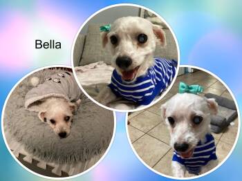 Rescue Bichon Frise Dogs for Adoption in Tulsa, Oklahoma - Bella - C. TX | PetCurious