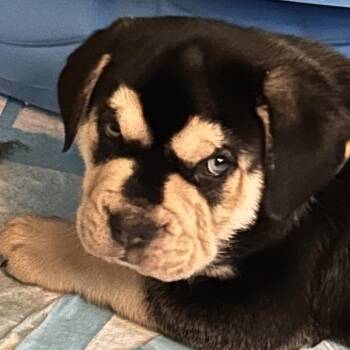 Fudge -  Mastiff and Mixed Breed Dog for Adoption in Cincinnati, Ohio - Fudge | PetCurious