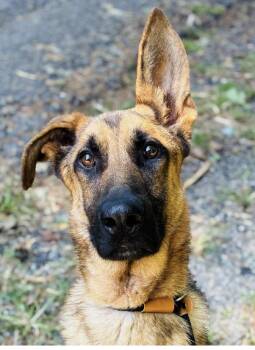 Chaz -  German Shepherd Dog Dog for Adoption in Cedarburg, Wisconsin - Chaz | PetCurious