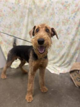 TOM TOM -  Airedale Terrier Dog for Adoption in Rosenberg, Texas - TOM TOM | PetCurious