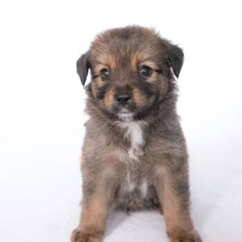 Finn *Arriving 10/24* D12757 -  Border Collie and Australian Shepherd Dog for Adoption - Finn *Arriving 10/24* D12757 | PetCurious