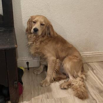 Roger -  Cavalier King Charles Spaniel and Golden Retriever Dog for Adoption in Pittsburg, Kansas - Roger | PetCurious