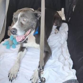 Pit Bull Terrier Dogs Available for Adoption in Turlock, California - Eli | PetCurious
