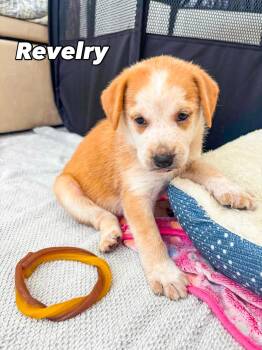 Rescue Mixed Breed Dogs for Adoption in Charleston, South Carolina - Revelry | PetCurious