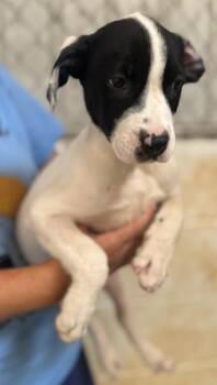 Apollo -  Labrador Retriever and Mixed Breed Dog for Adoption in Morristown, New Jersey - Apollo | PetCurious