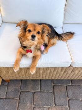 Lexi -  Chihuahua Dog for Adoption in Las Vegas, Nevada - Lexi | PetCurious