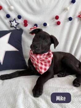 Labrador Retriever Dogs Available for Adoption in Sedalia, Colorado - Mike | PetCurious