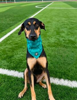 Cejitas -  Doberman Pinscher and Labrador Retriever Dog for Adoption in Ramona, California - Cejitas | PetCurious
