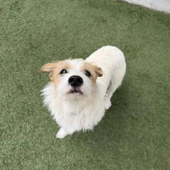 Watson -  Terrier and Mixed Breed Dog for Adoption in Long Beach, California - Watson | PetCurious