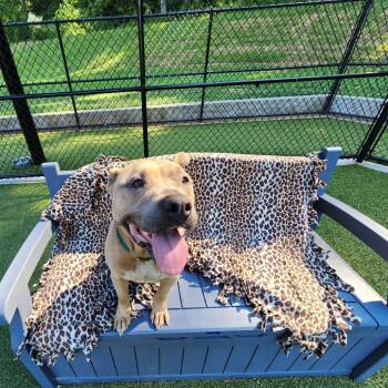 Pit Bull Terrier Dogs Available for Adoption - Snookie | PetCurious