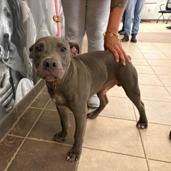 09/18/2026-Stray-1stAvenue -  Mixed Breed Dog for Adoption in Columbus, Georgia - 09/18/2026-Stray-1stAvenue | PetCurious