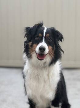 Australian Shepherd Dogs Available for Adoption - 1055 Stellah | PetCurious