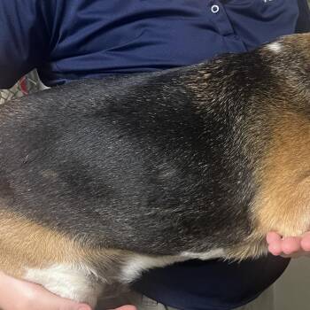 Izzy -  Beagle Dog for Adoption in Harrisonburg, Virginia - Izzy | PetCurious
