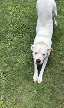 Crane -  Mixed Breed Dog for Adoption in Chamblee, Georgia - Crane | PetCurious