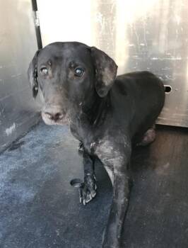 JENNY PLUTONIUM -  American Staffordshire Terrier Dog for Adoption in San Antonio, Texas - JENNY PLUTONIUM | PetCurious