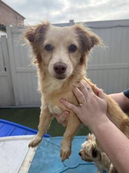 Pamela -  Chihuahua and Terrier Dog for Adoption in New York, New York - Pamela | PetCurious