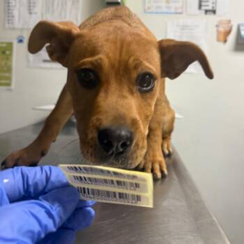 Mixed Breed Dogs Available for Adoption in Charleston, West Virginia - Fury | PetCurious