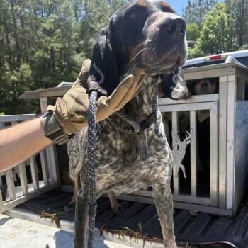 Pebbles -  Bluetick Coonhound Dog Available for Adoption in Elberon, Virginia - Pebbles | PetCurious
