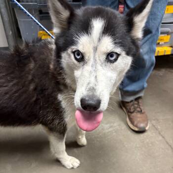 Rescue Husky Dogs for Adoption in Yuma, Arizona - Sasha Dakota | PetCurious