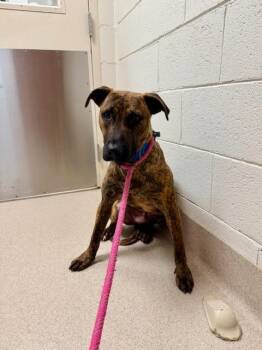 Pit Bull Terrier Dogs Available for Adoption in Madison, Georgia - Emmett | PetCurious