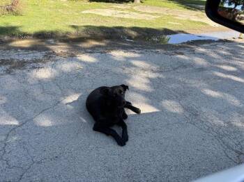 German Shepherd Dog and Mixed Breed Dogs Available for Adoption in Grand Prairie, Texas - JERRY | PetCurious