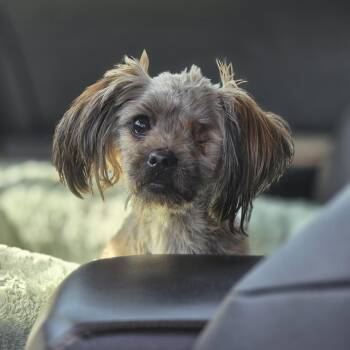 Shih Tzu Dogs Available for Adoption in Clovis, California - Swirls  | PetCurious