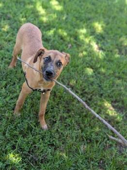 Wile E. Coyote -  Shepherd and Mixed Breed Dog for Adoption in New Orleans, Louisiana - Wile E. Coyote | PetCurious