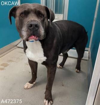 Staffordshire Bull Terrier Dogs Available for Adoption in Oklahoma City, Oklahoma - A472375 | PetCurious