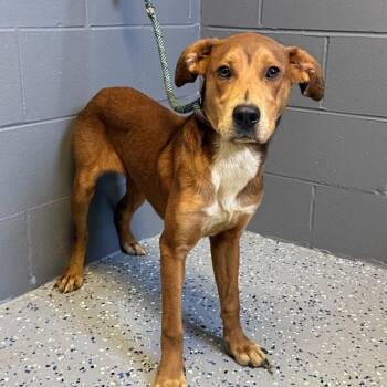 Hound and Mountain Cur Dogs Available for Adoption in Tuscaloosa, Alabama - TUSC-Stray-84530 | PetCurious
