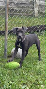 Blue -  Pit Bull Terrier Dog for Adoption in Oregon, Ohio - Blue | PetCurious